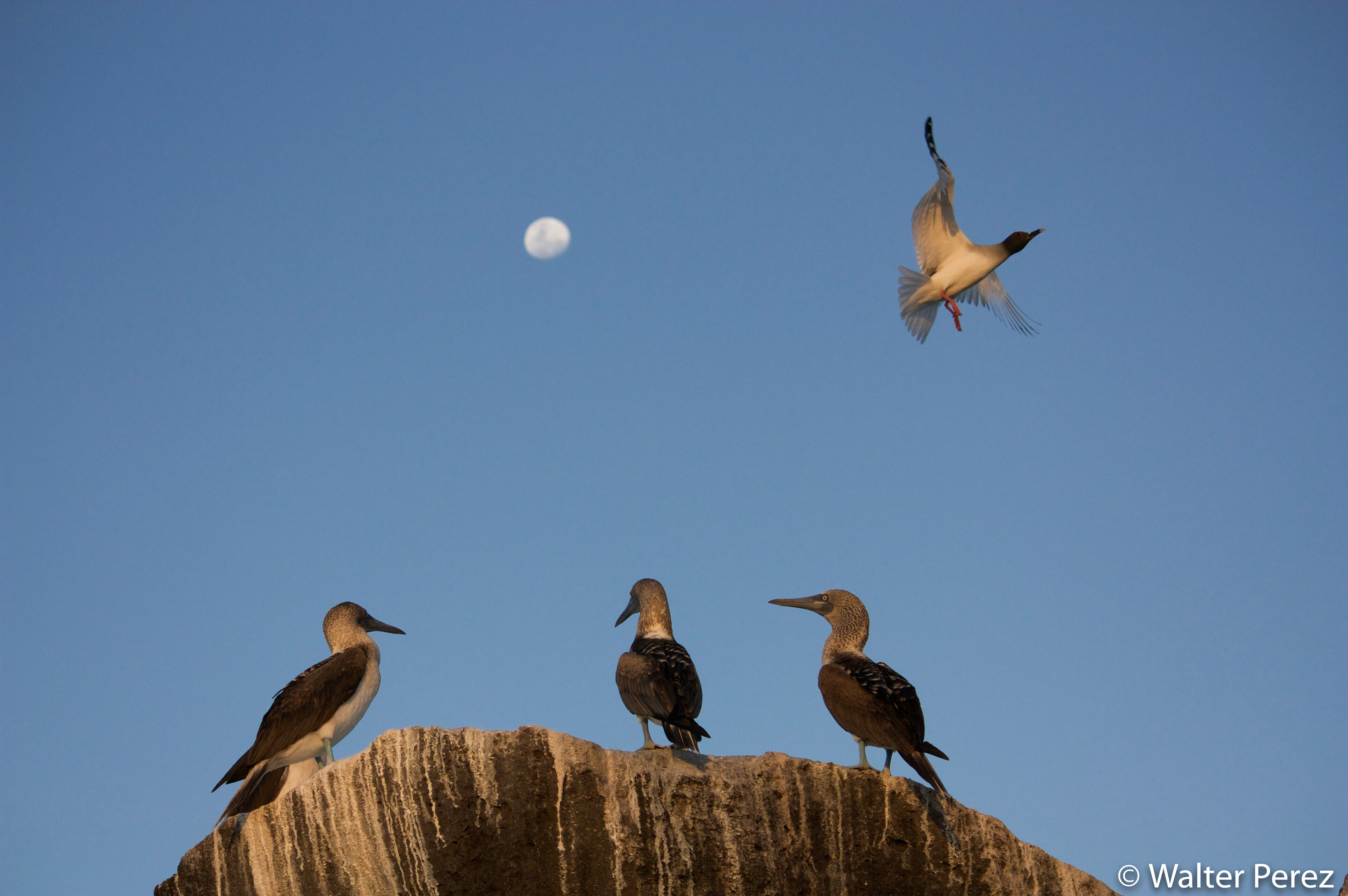 Three Blue-footed Boobies (sitting) and a a Swallow-tailed Gull (©Walter Perez) 