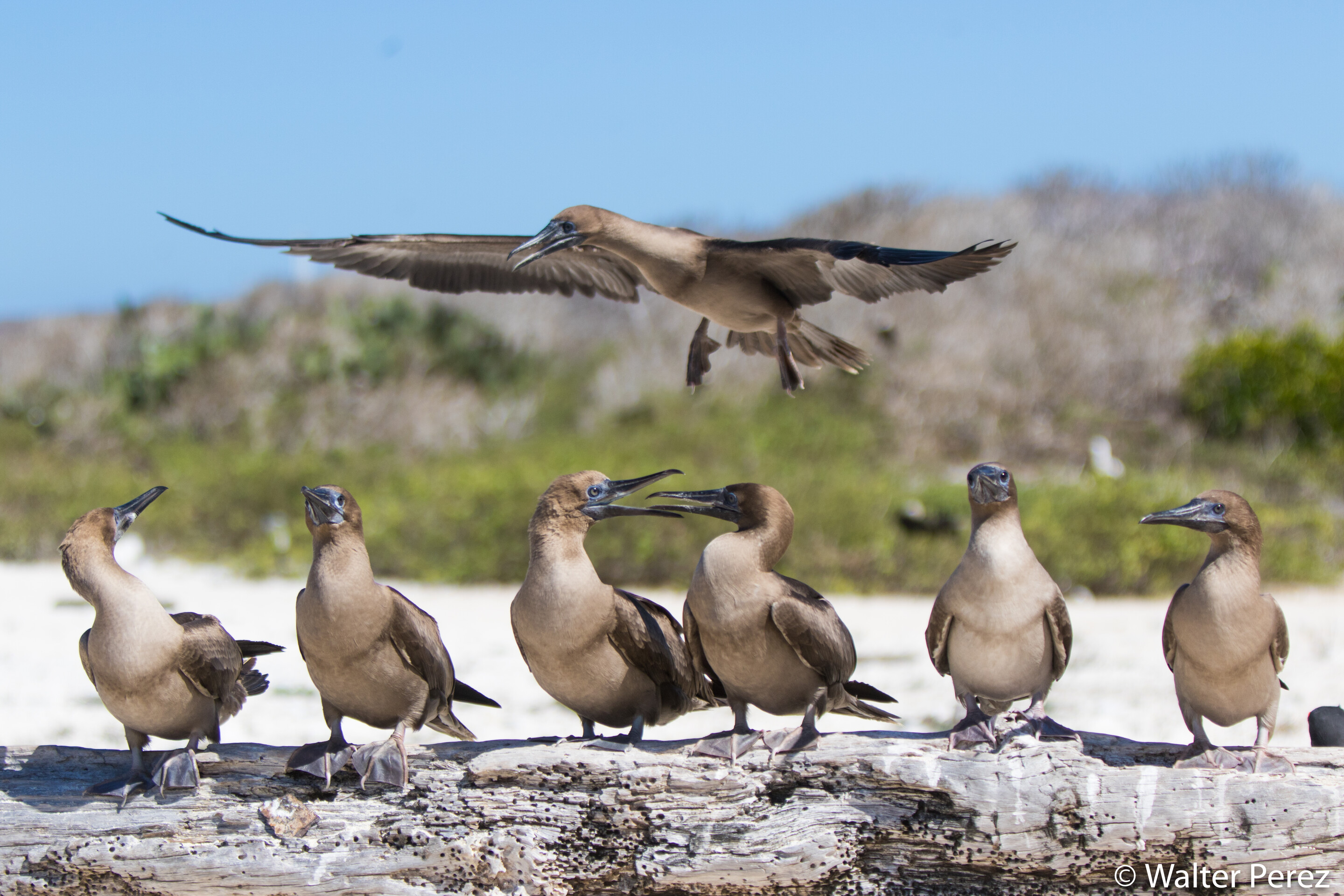 Immature Red-footed Boobies on Genovesa Island, Galápagos (©Walter Perez)