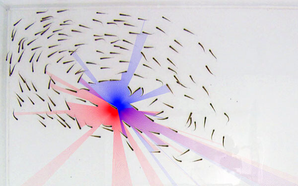 diagram showing reef patterns of fish