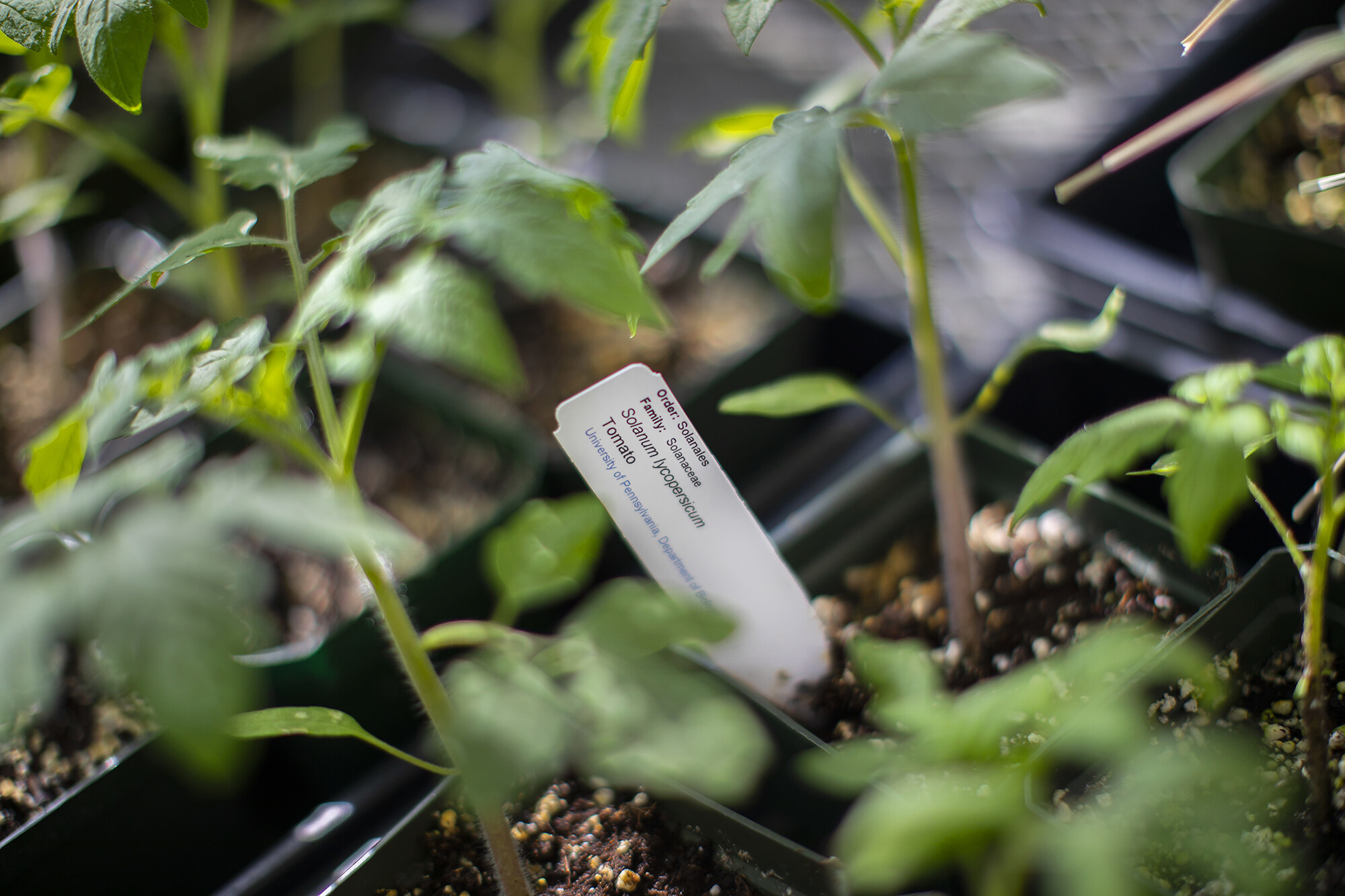 Plants grow in black plastic pots. A white label reads gives the order, family, genus and species names.