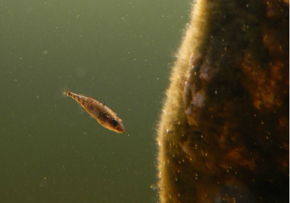 a tiny fish swims under green, murky water