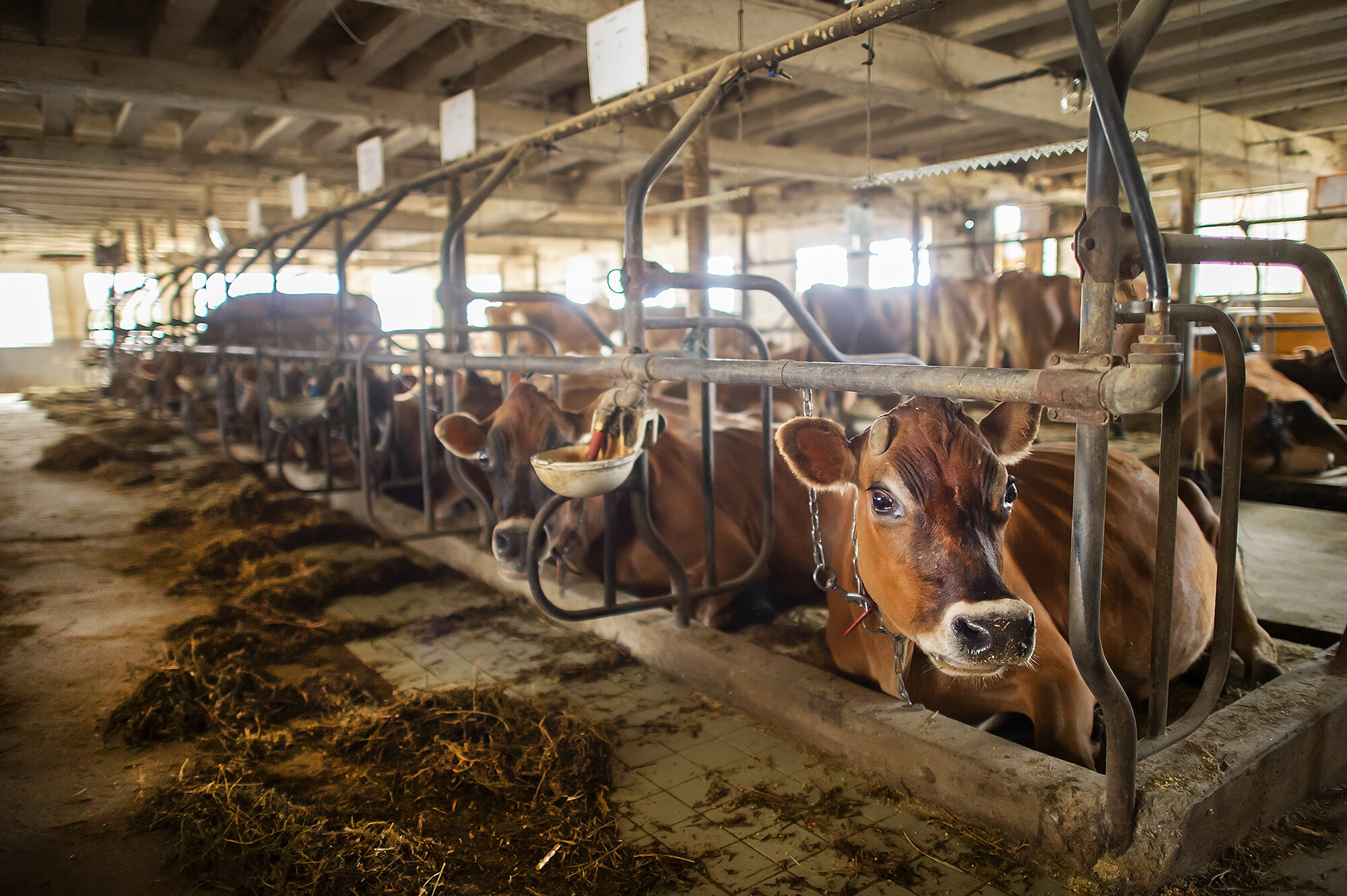 cows at the penn dining yogurt farm