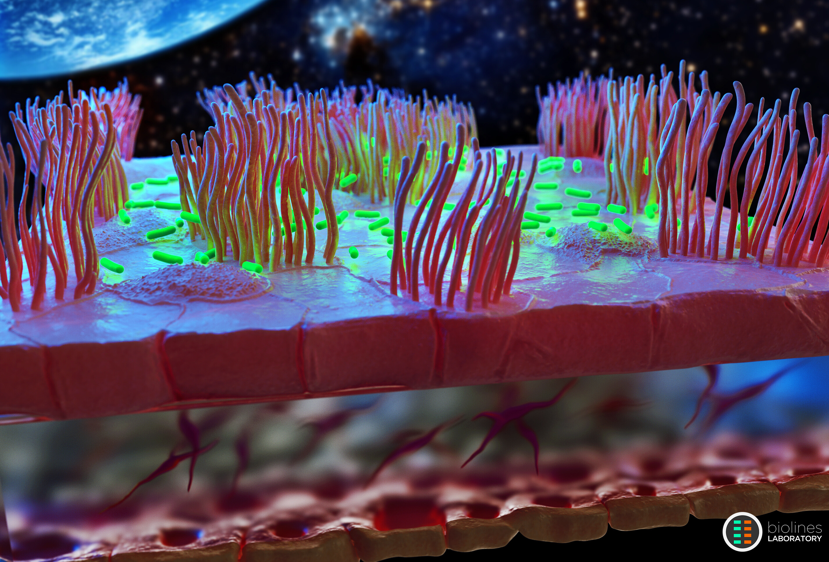 Illustration of Huh's lung-on-a-chip in space