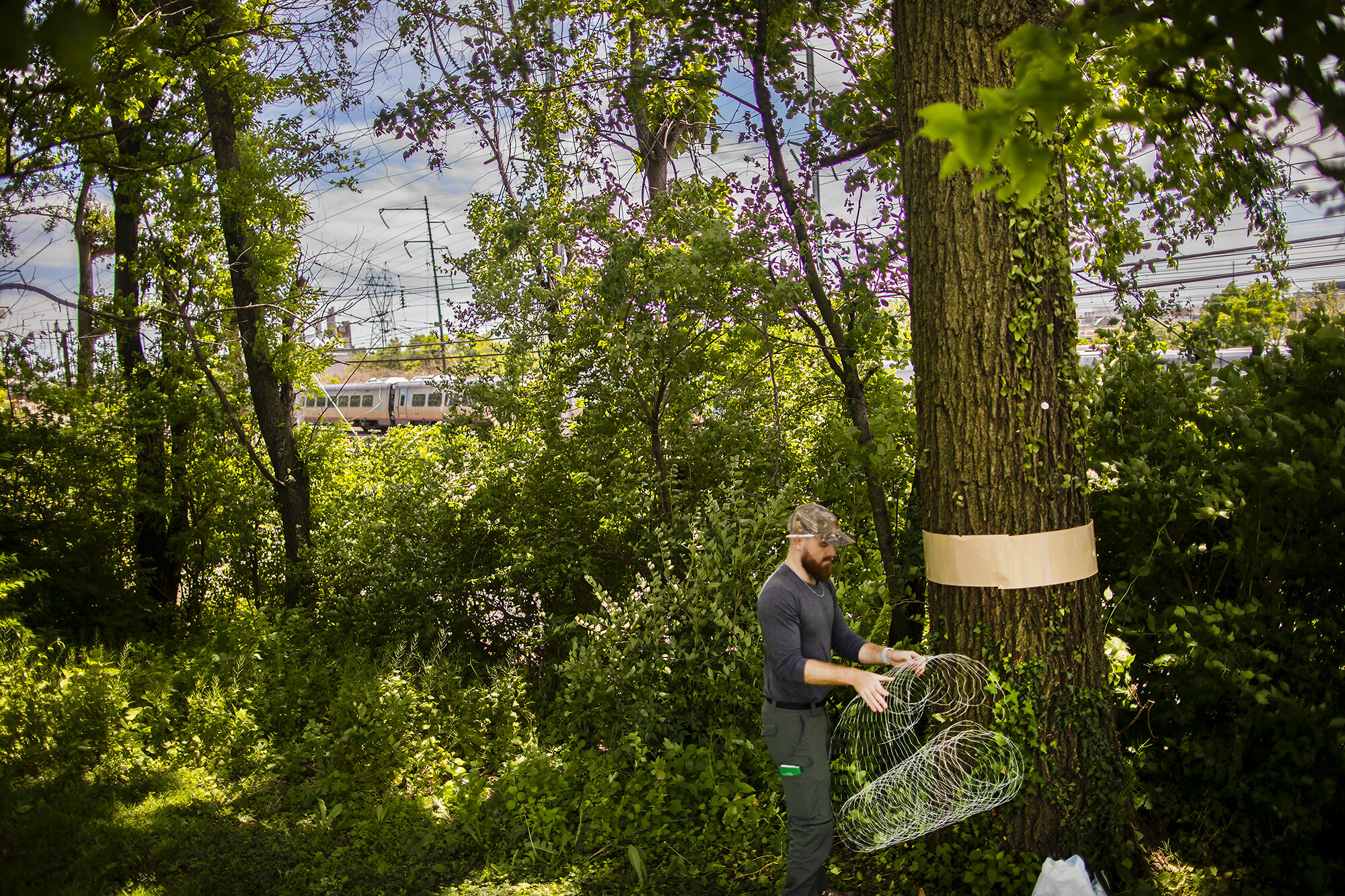 Many holds chicken wire next to a tree with a band around it as a train passes in the background