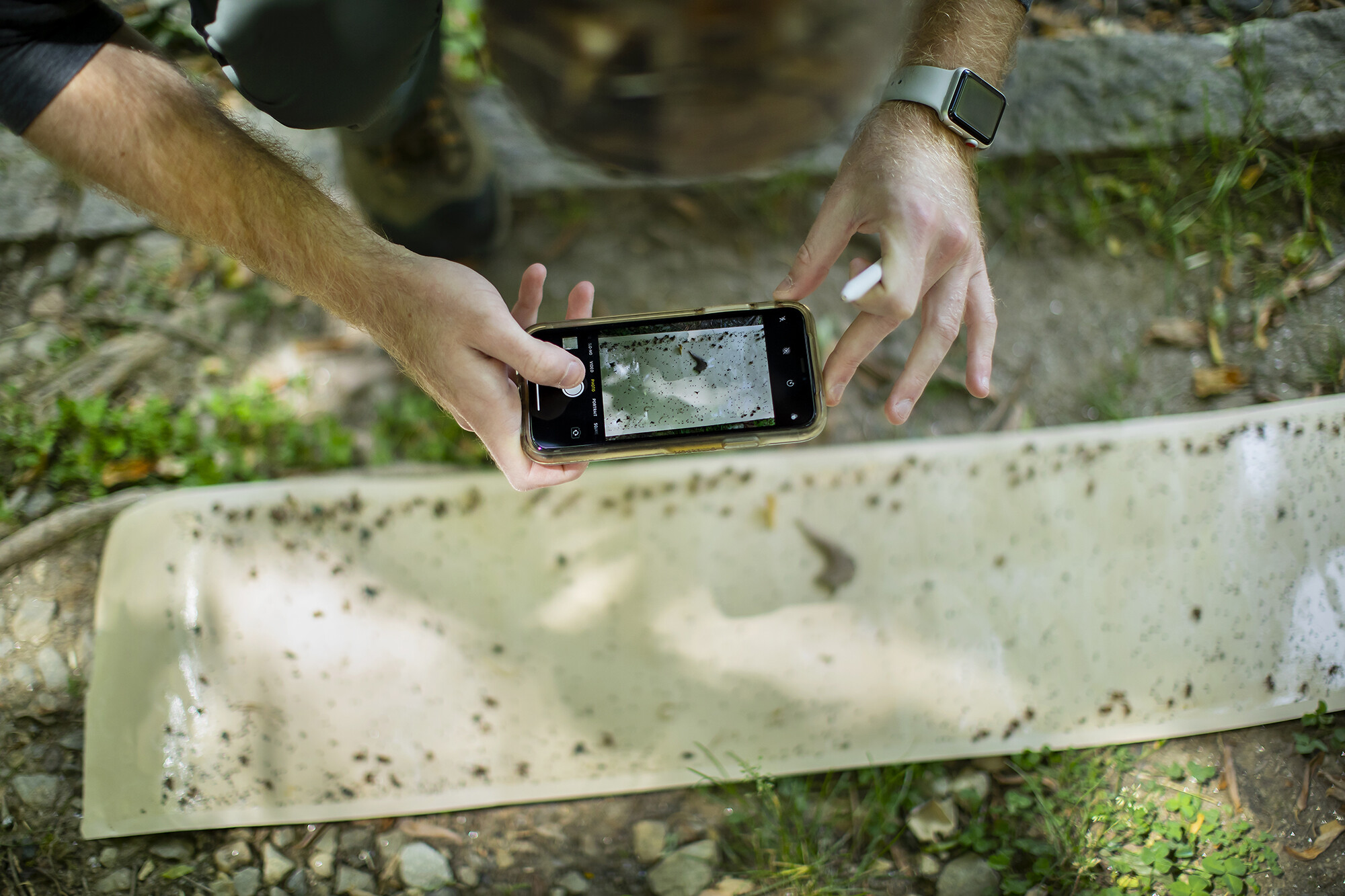 Close-up of hands taking a cell phone picture of a sticky band on the ground