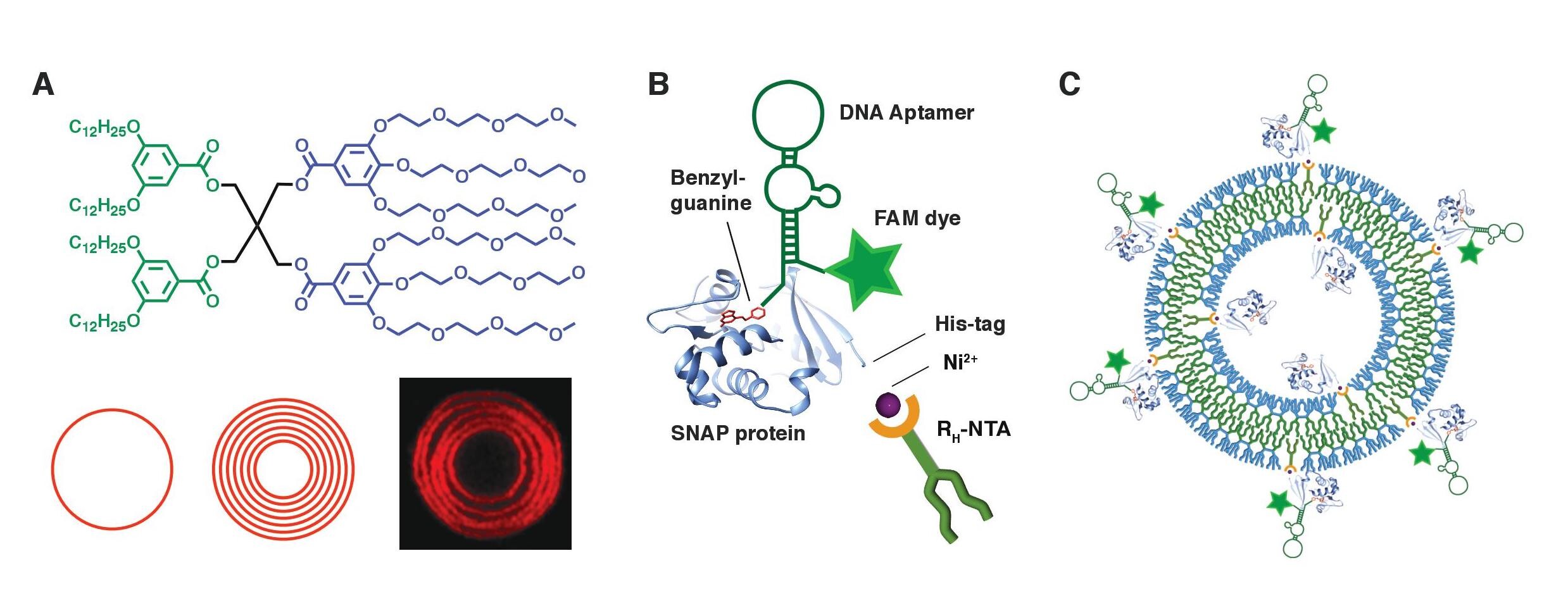 Far left is chemical with phenol rings and long carbon chains, underneath are red circles showing the onion-like structure. Center panel shows a protein structure with a fluorescent tag marked by a green star, labeled with benzyl-guanine, SNAP protein, DNA Aptamer, FAM dye, His-tag, NI2+, and RH-NTA. Last figure shows the same protein in the center replicated many times to form a circular structure.