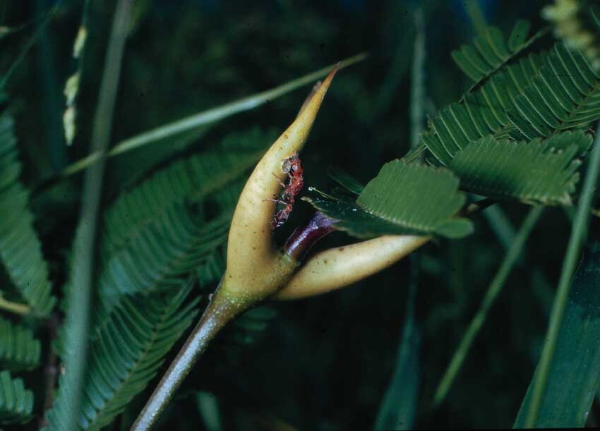 An ant cuts a hole in the swollen thorn of an acacia tree