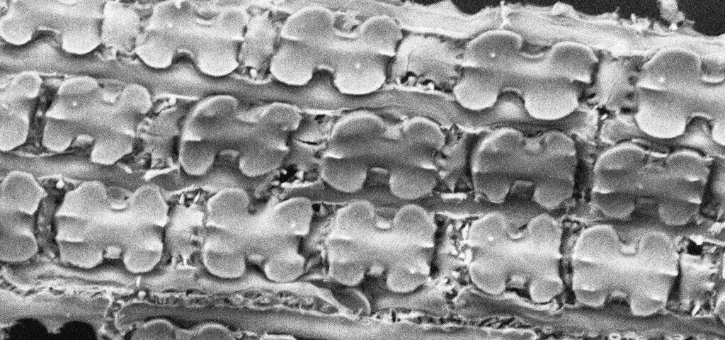 Microscopic image of repeating barbell shape in plant material
