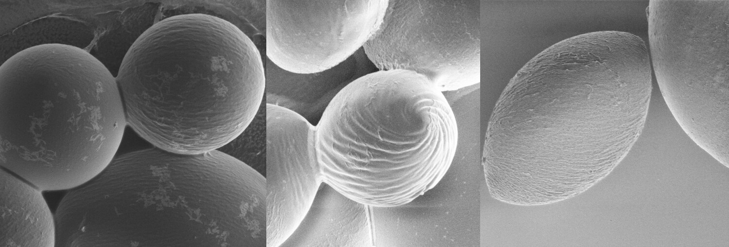 microscope images of polymer spheres that twist into elongated and twisted objects