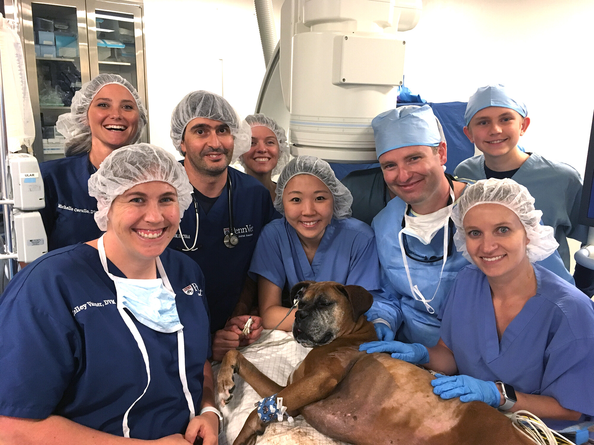 sophie the boxer at penn vet surgery