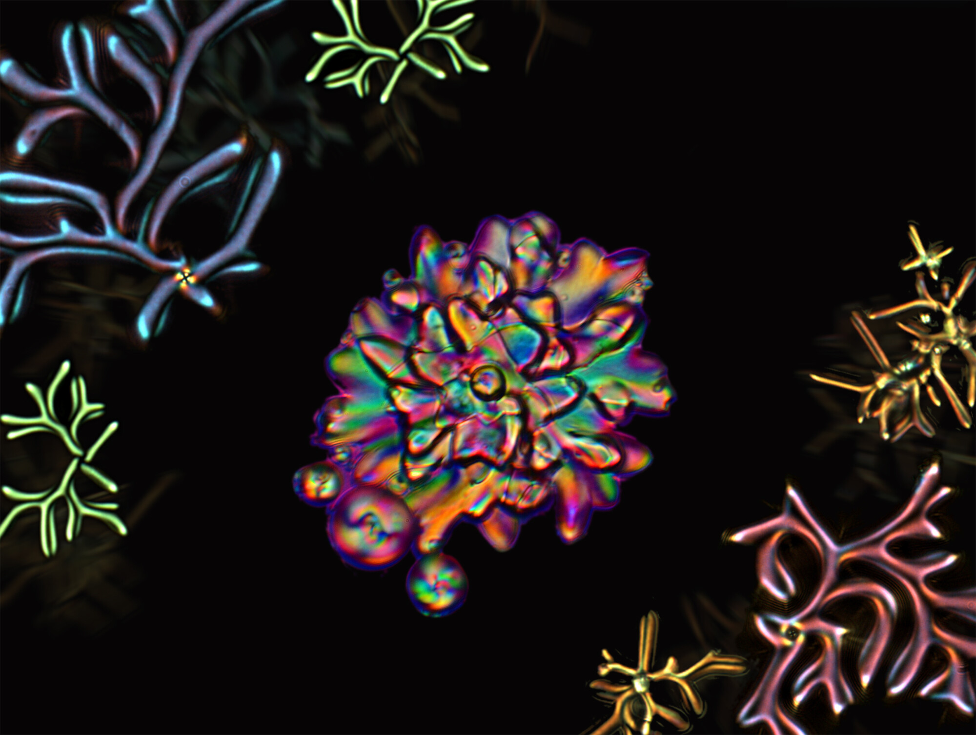 variety of shapes, including corals [red] and Medusas [purple]