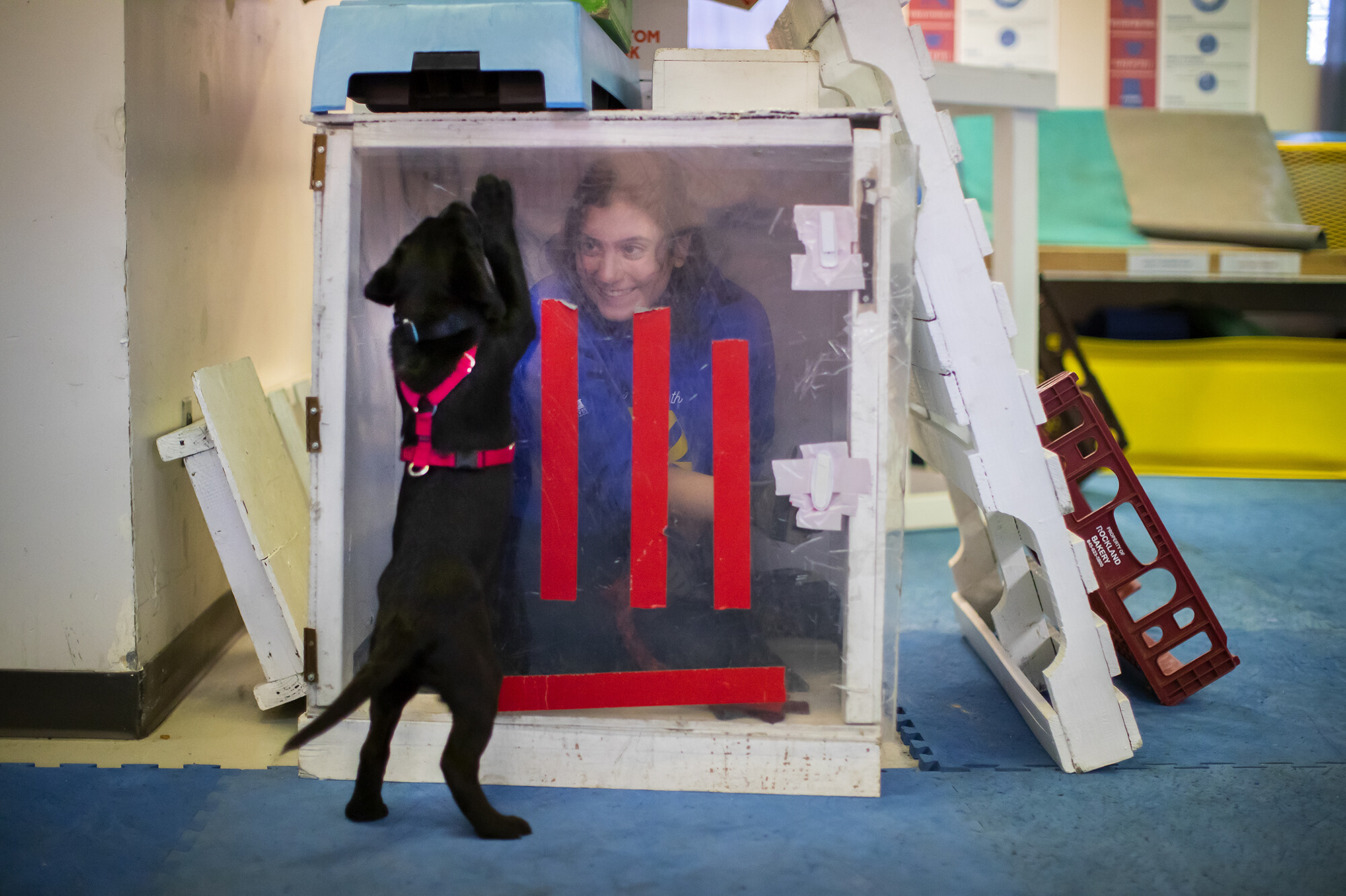 trainer in a box with a Penn Vet working dog