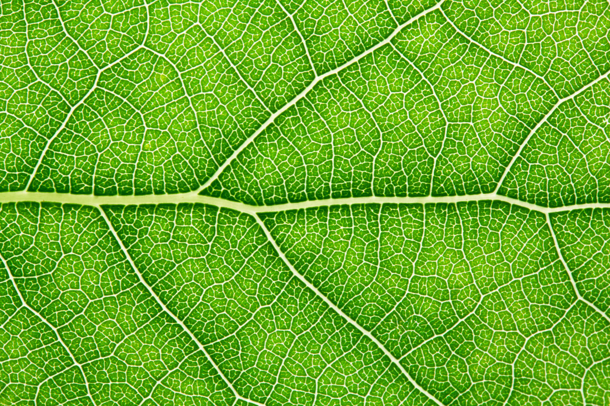 a close up image of a leaf with the main vessels and branches visible