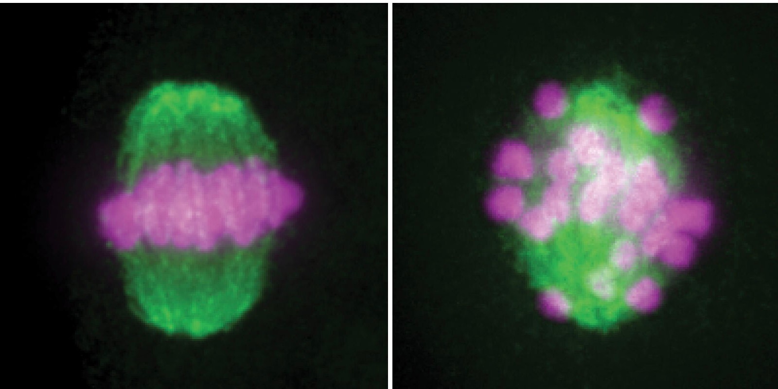 Side-by-side microscopic images of cell spindle during meiosis. Left image shows green with pink in the middle, right shows green with pink spots throughout.