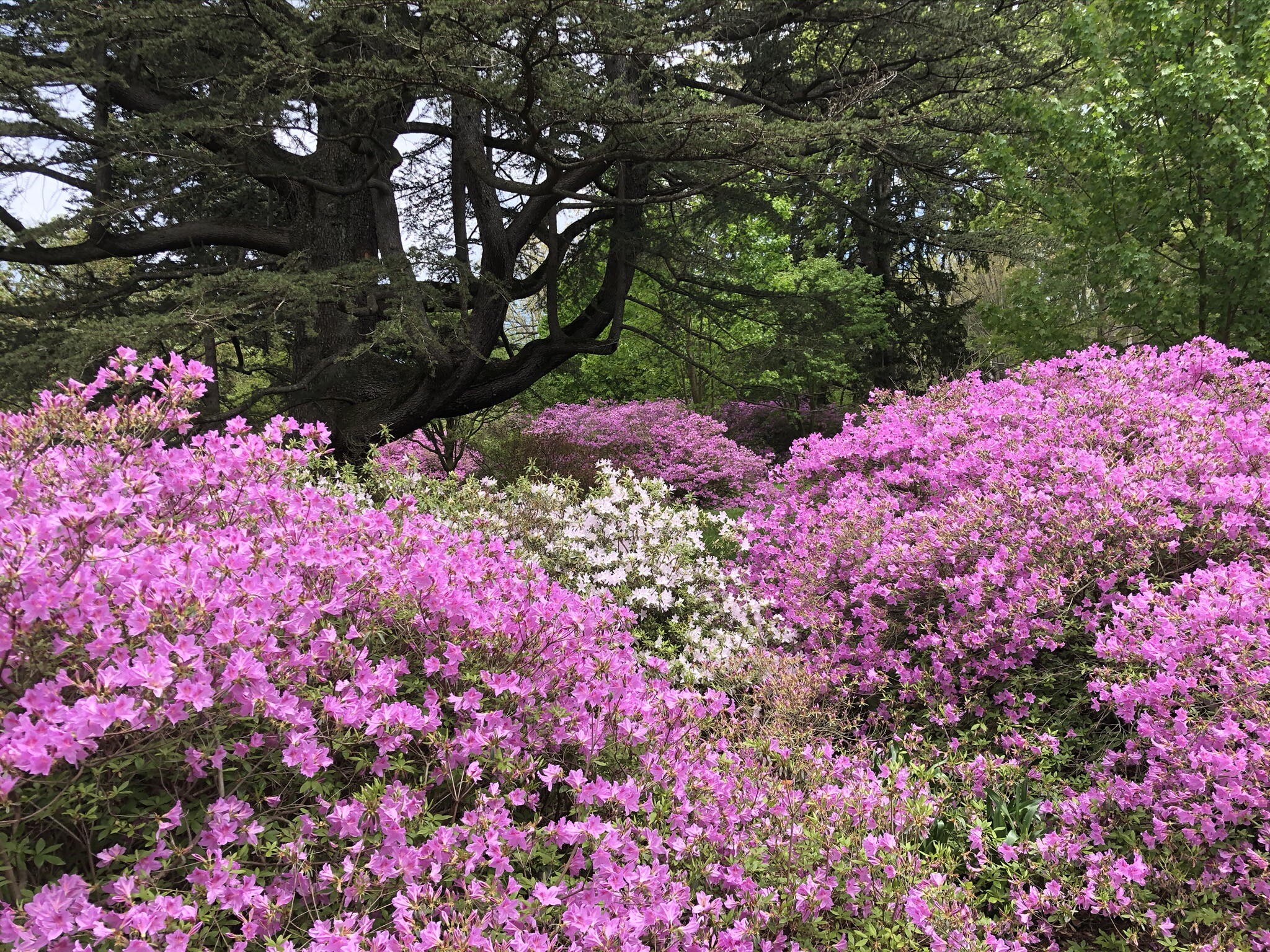 Bright pink azalea bushes in bloom