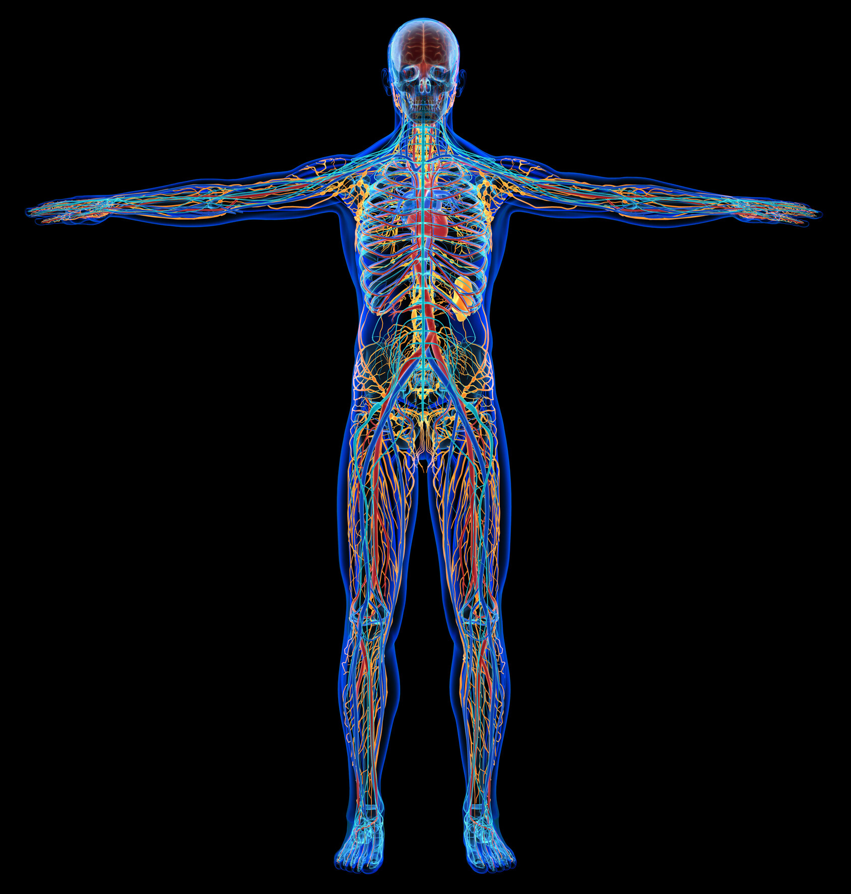 full body diagram of circulatory system