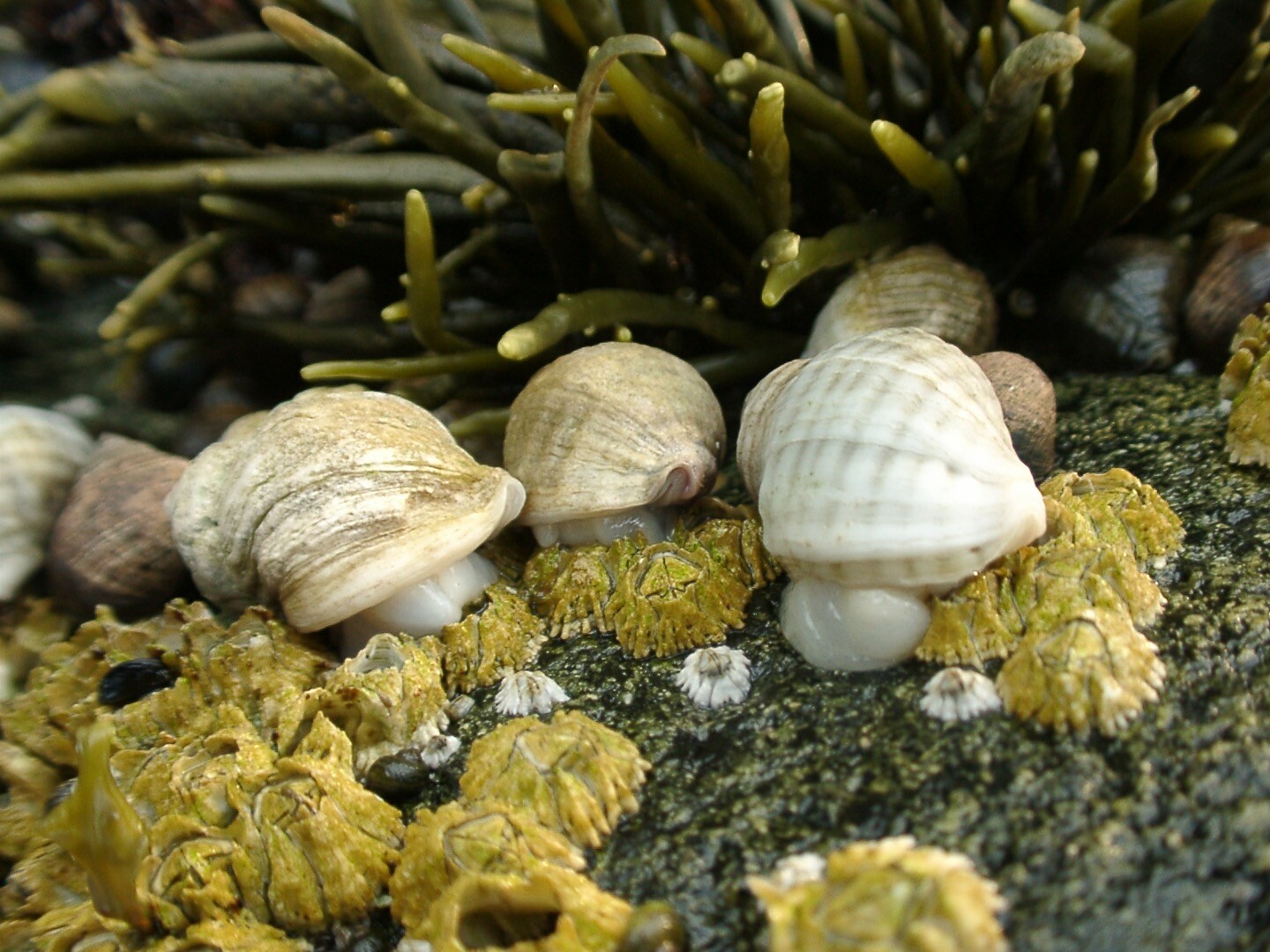 snails and barnacles on a rock on the seashore