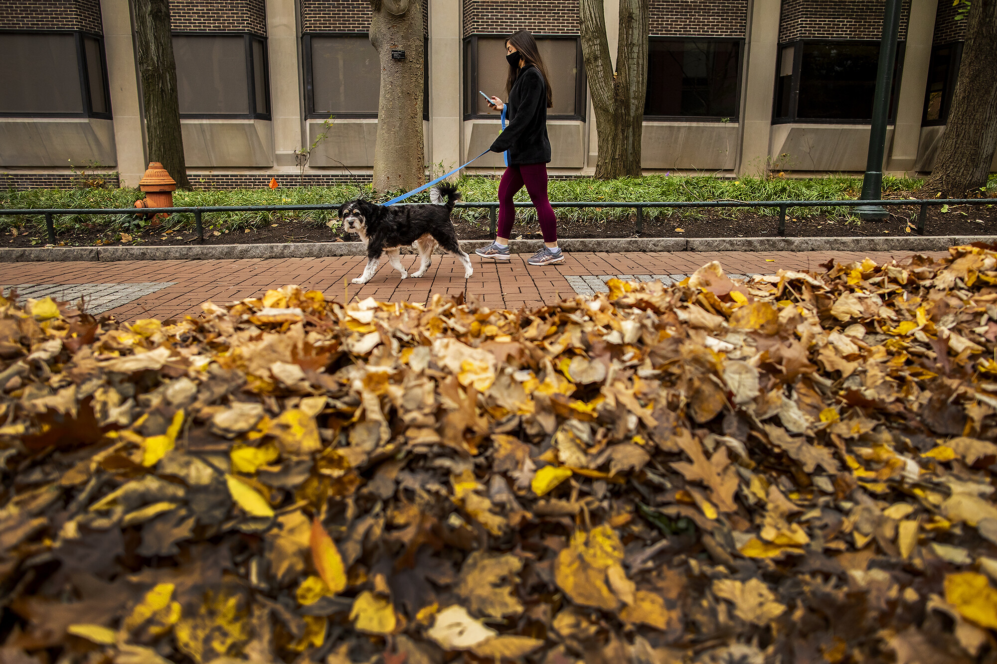 Person walking dog on Penn campus past piles of fallen fall leaves.