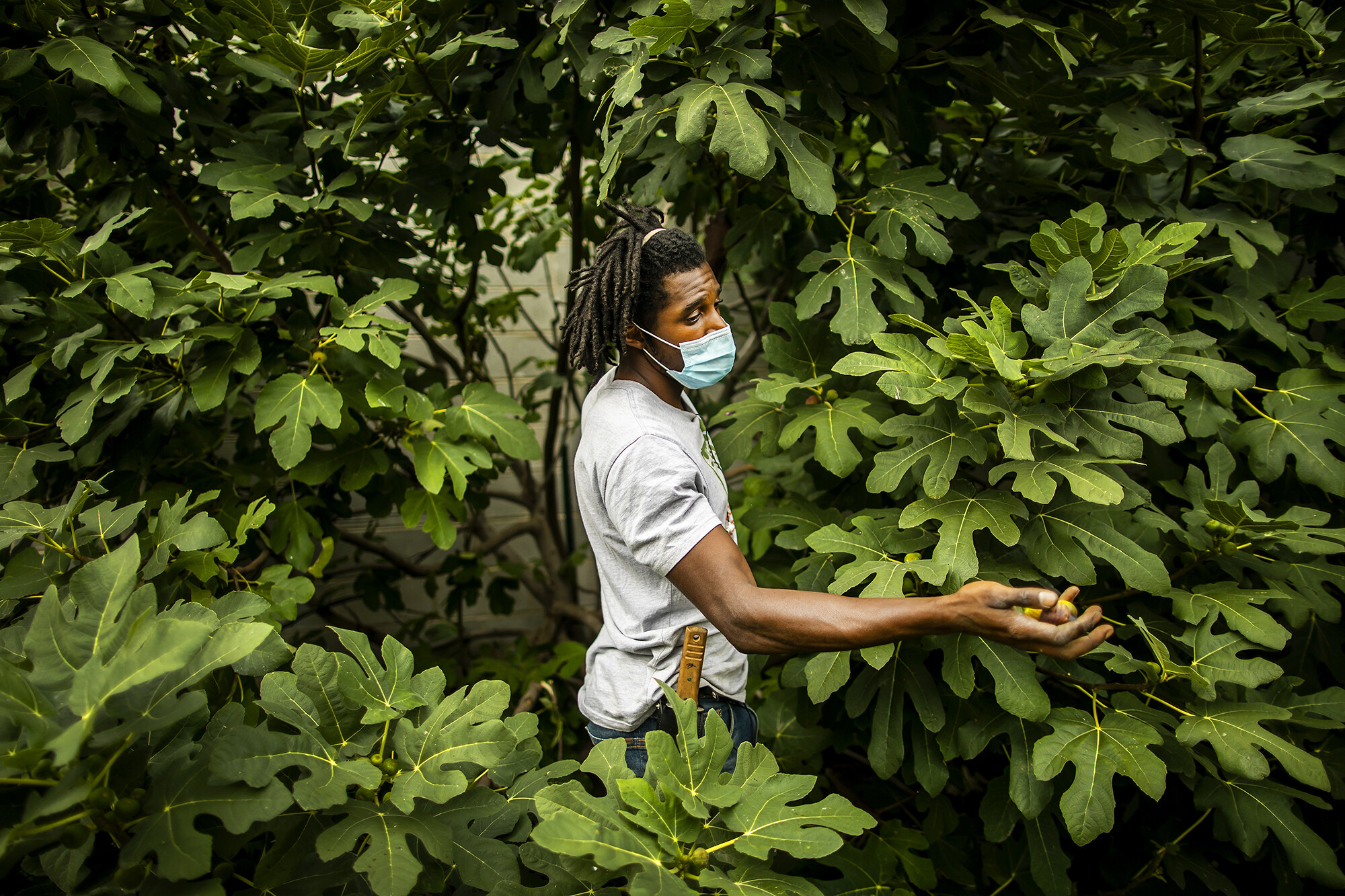 fig tree in penn park with student working in orchard