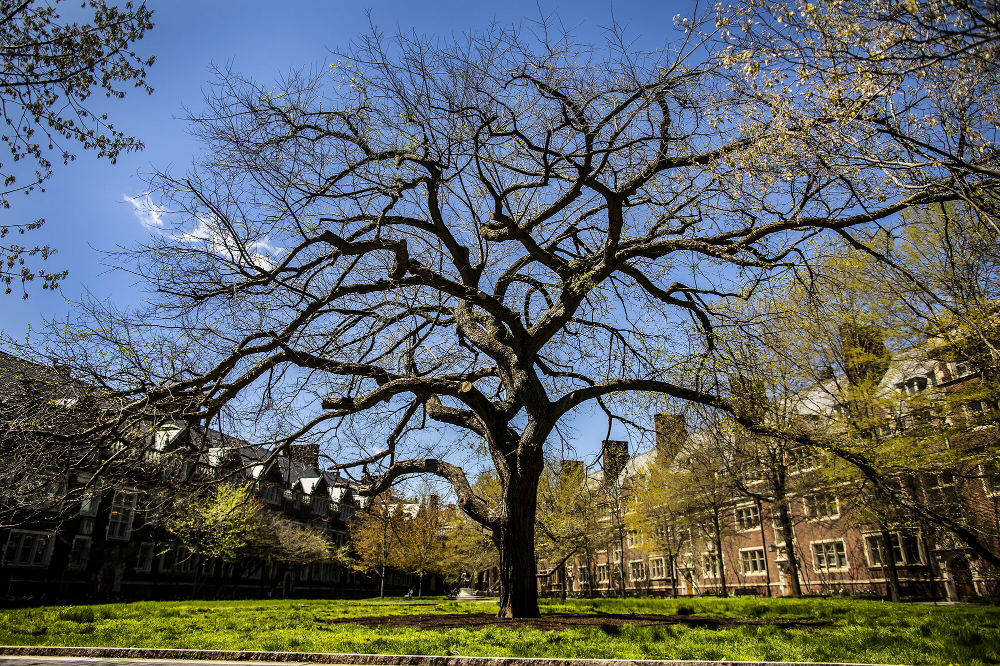 elm tree in the quad
