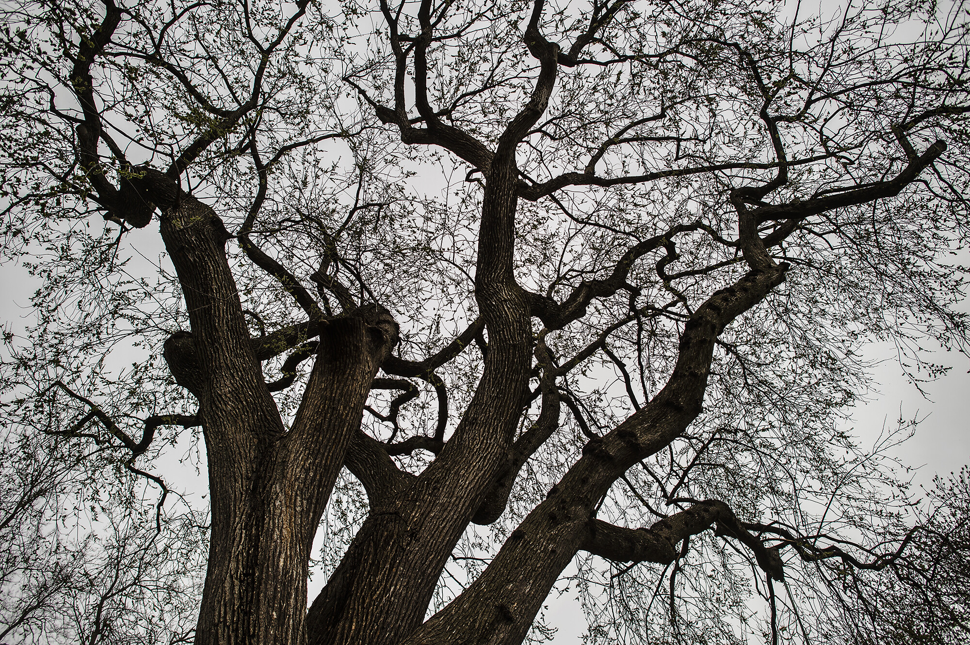 treaty elm on college green