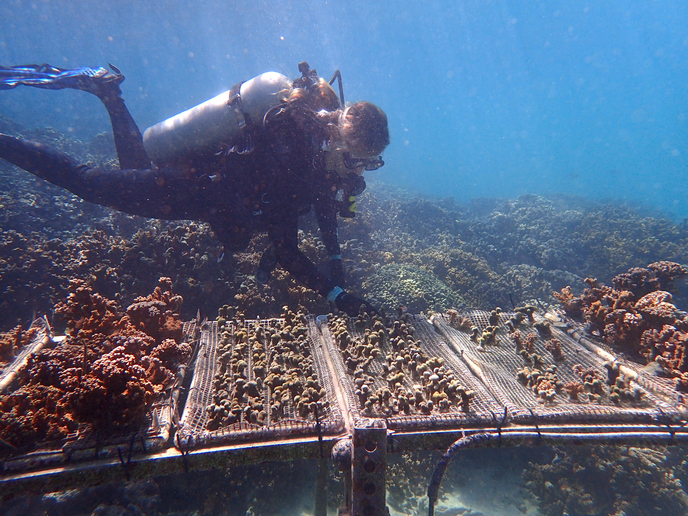 Scuba diver looks at coral growing on mats underwater