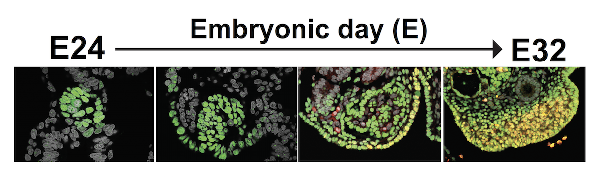 Four images labeled embryonic day showing the development of the precursors to sexual organs