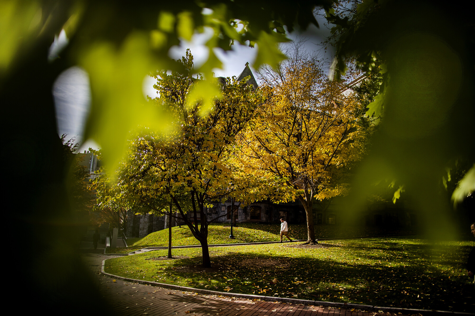 person walking on collage green near cohen hall