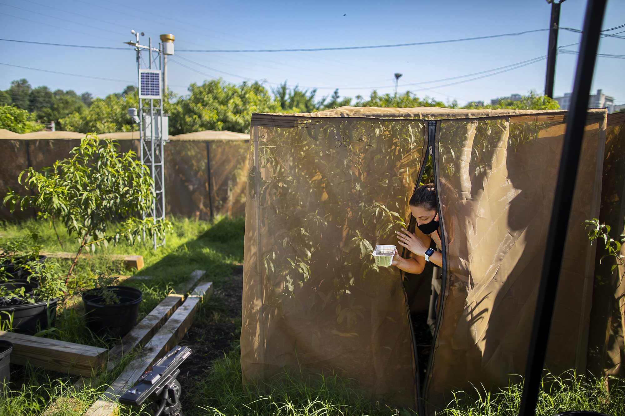 A scientist emerges from one of several tents which serve to enclose plants and groups of fruit flies.