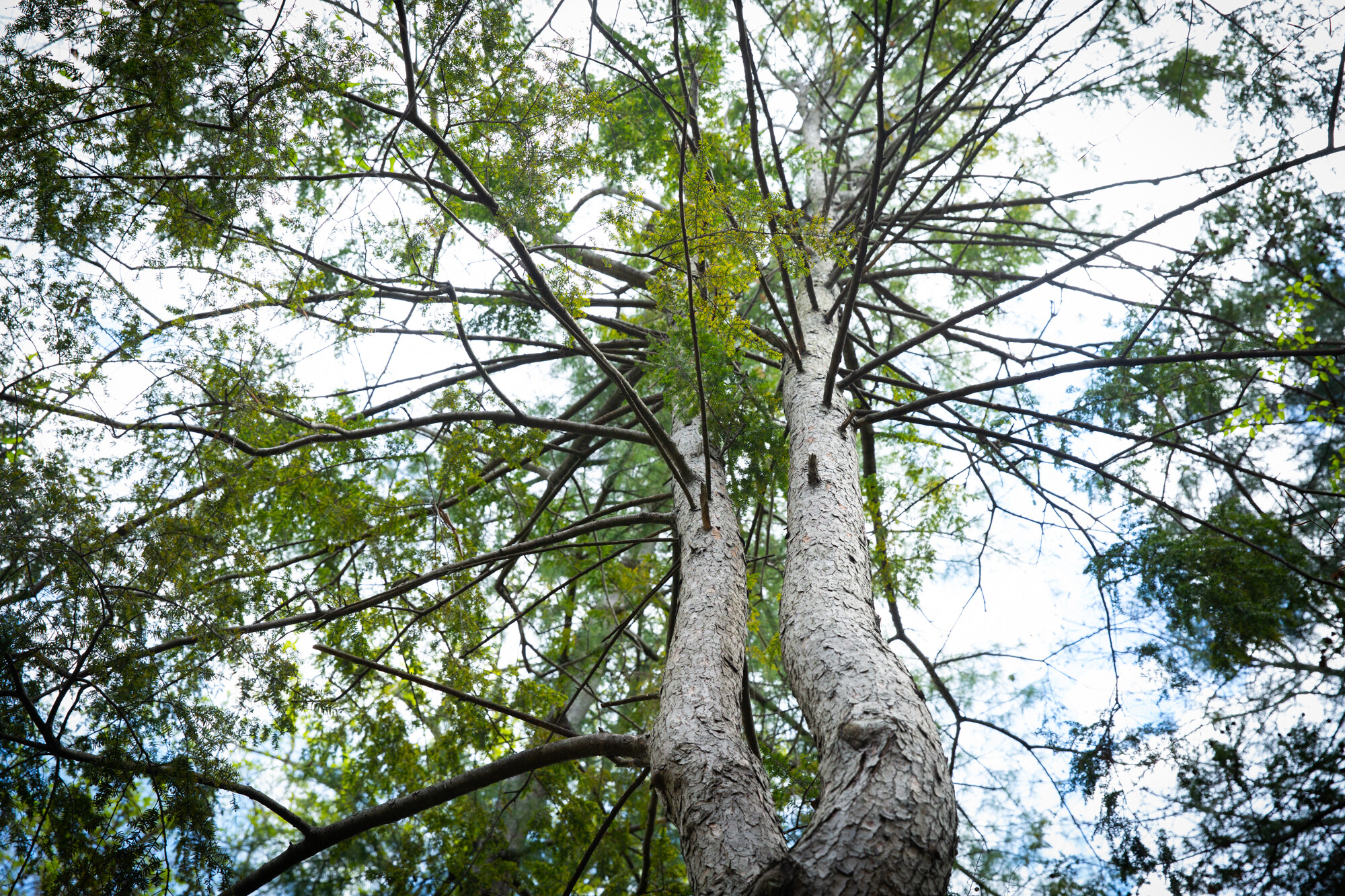 Upward view of a Canadian hemlock's canopy.