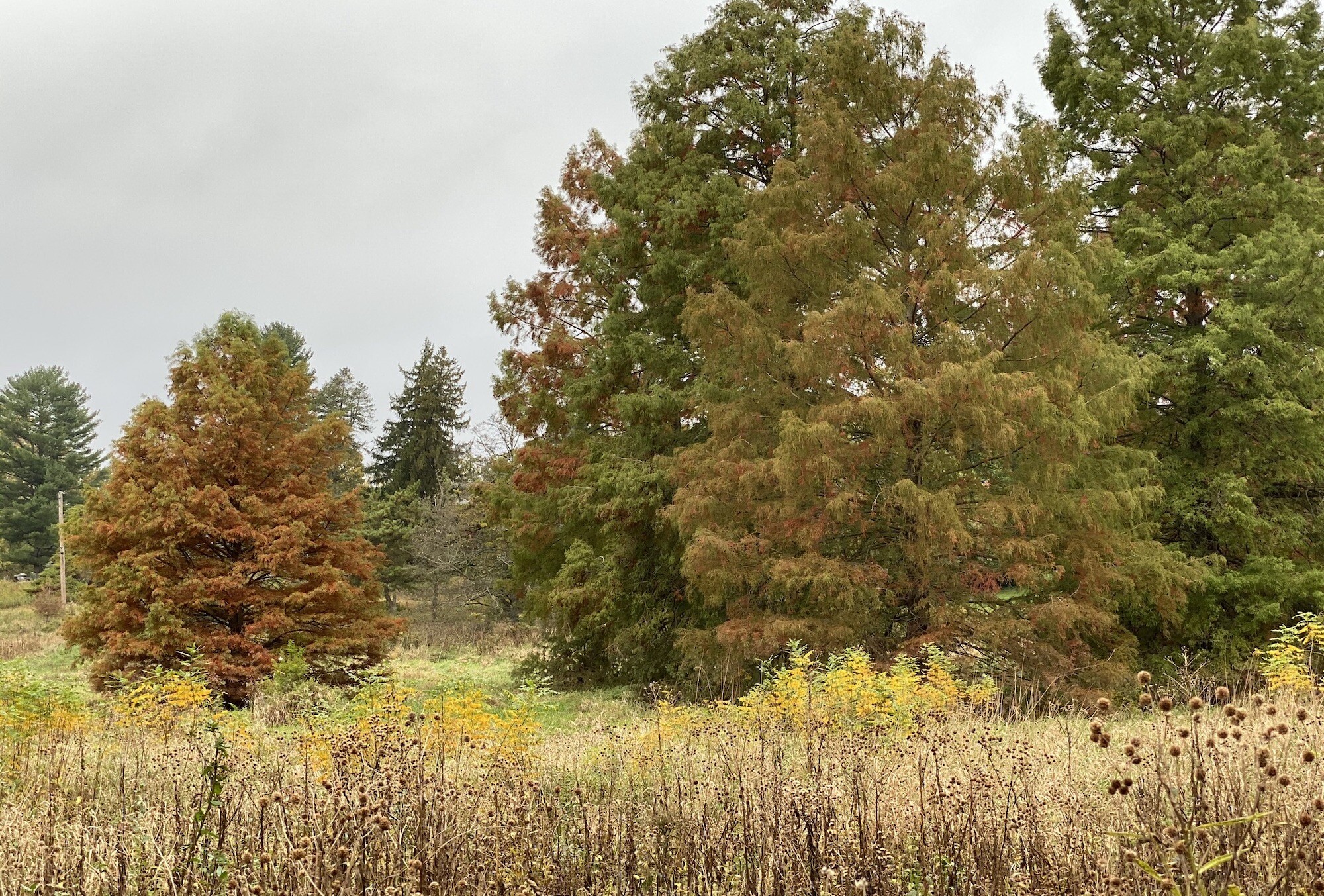 Trees and meadow in fall