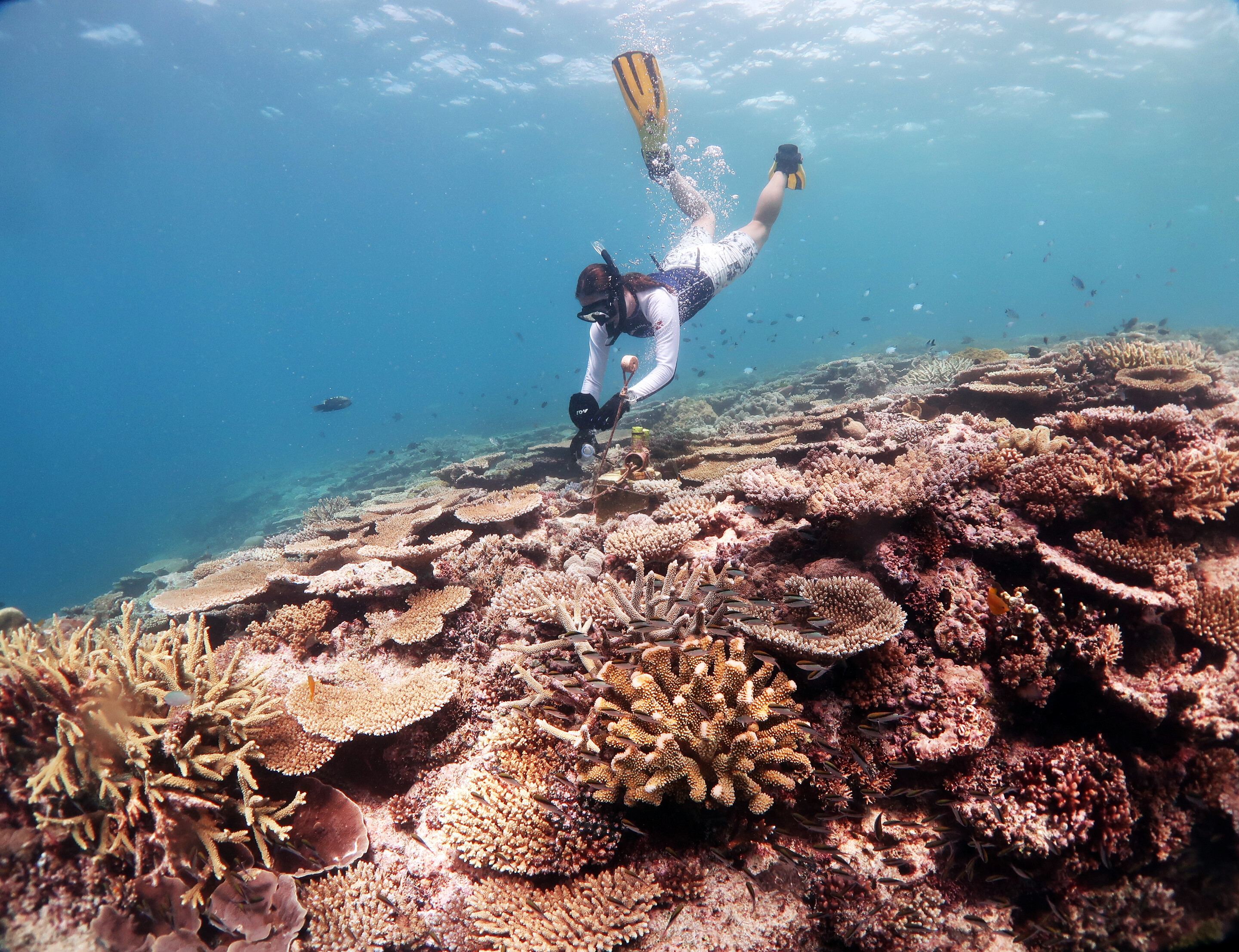 Postdoc Kristen Brown diving in the reef to obtain samples