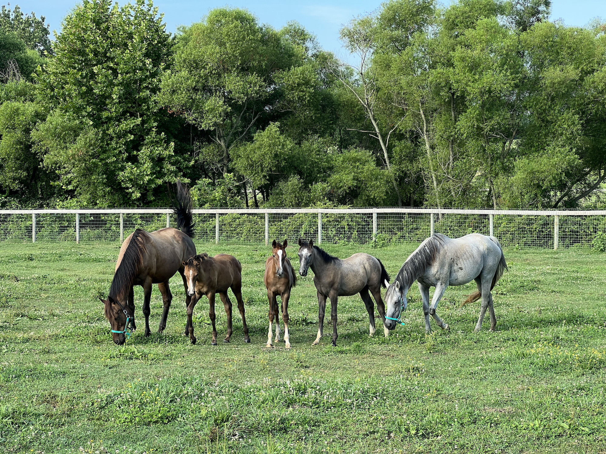 Three foals and two mares in a pasture