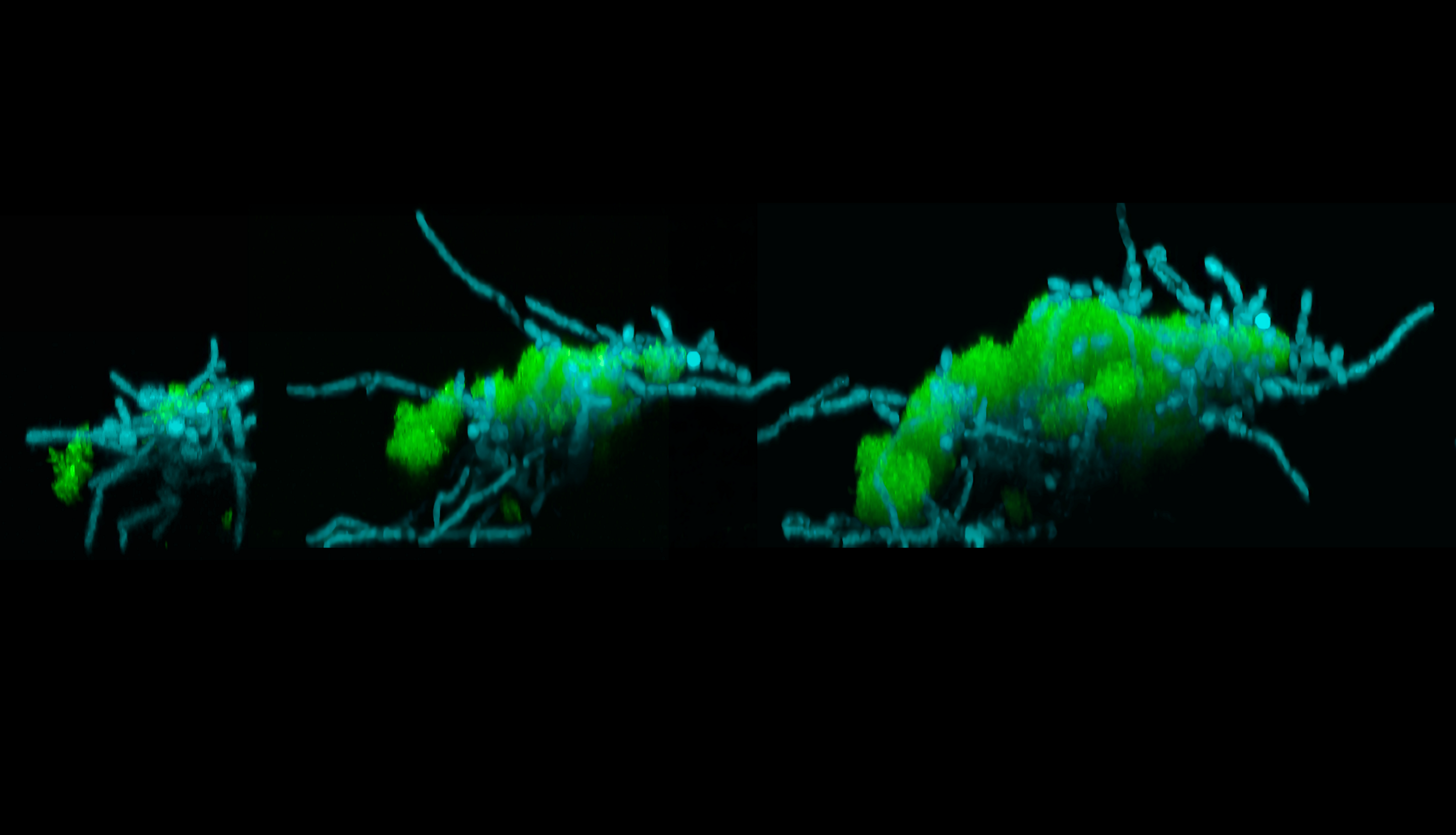 Three microscopic images labeled with green and blue show a group of microbes changing shape and moving