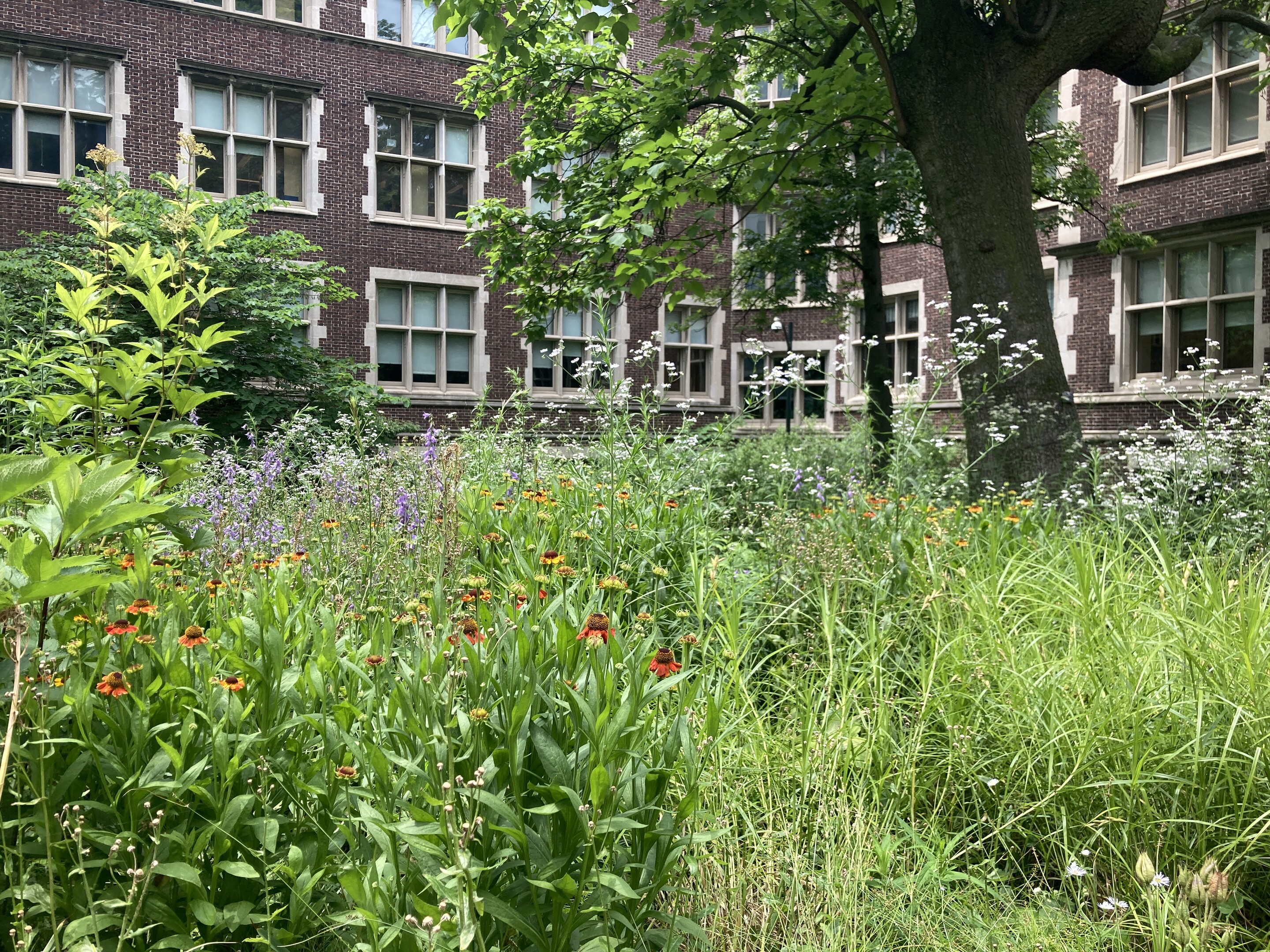 Flowers bloom in front of a campus building and mature tree