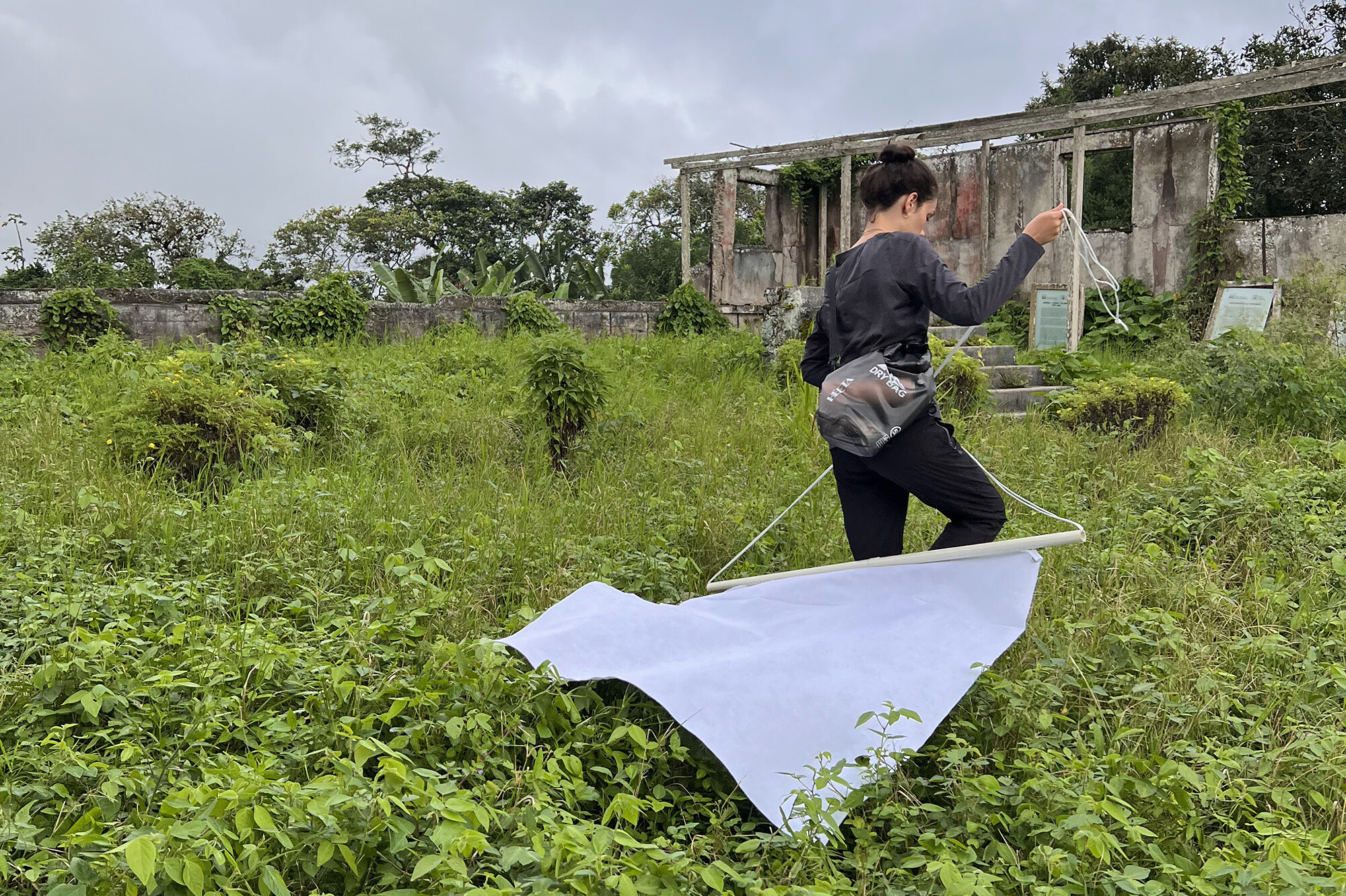 med student dragging a flag to collect ticks