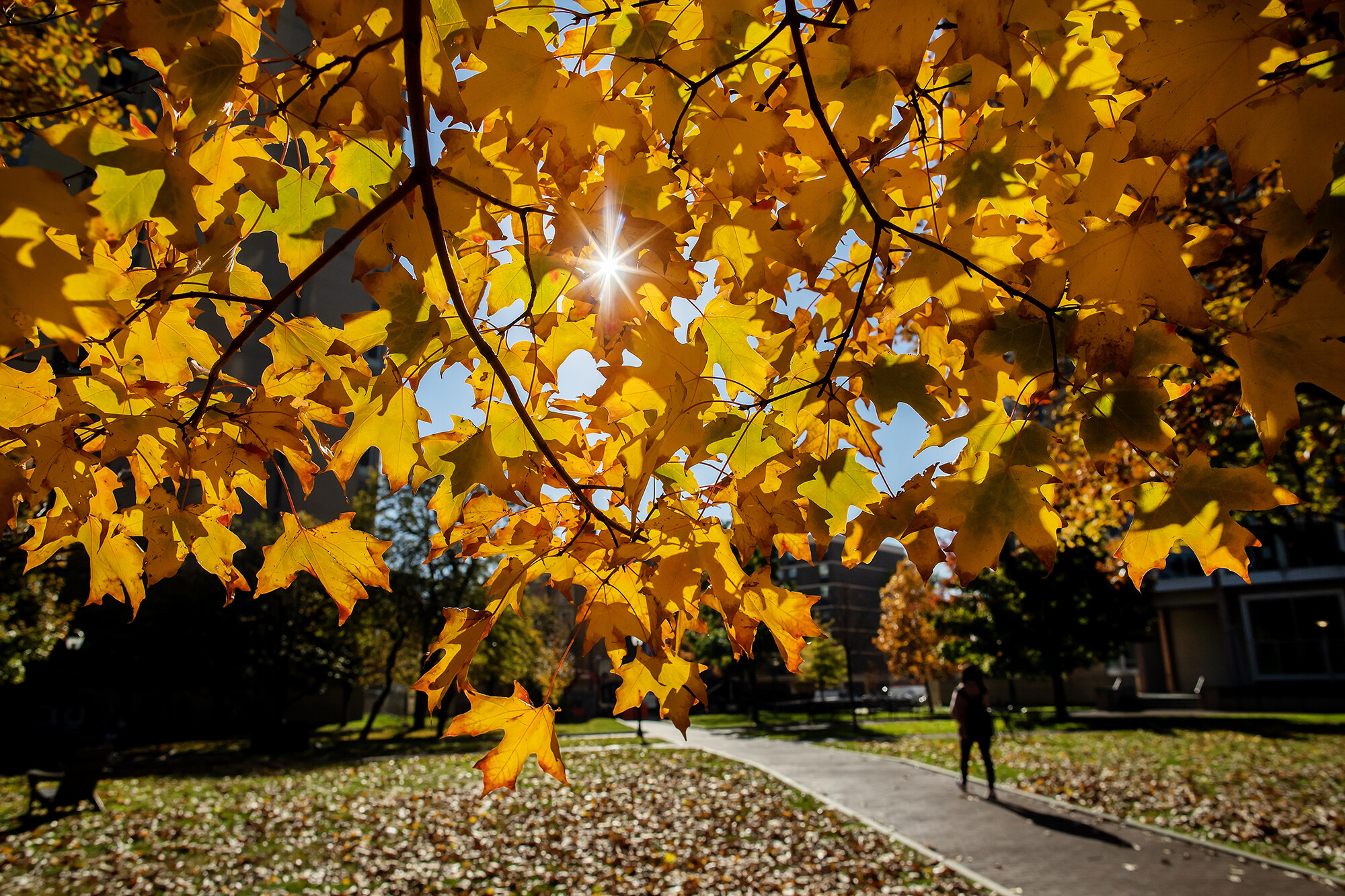 Penn’s campus in autumn.