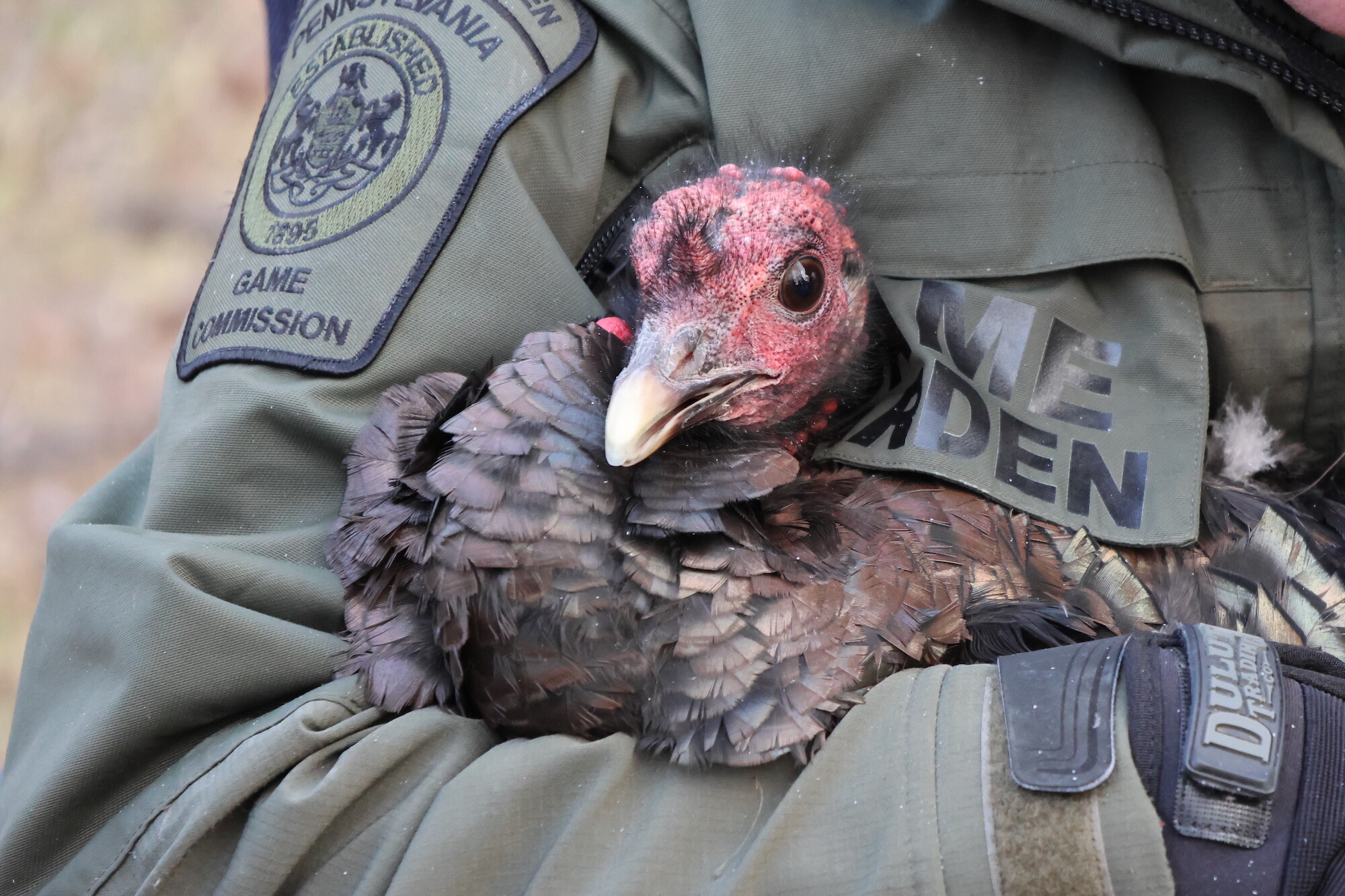 Game warden holds wild turkey.