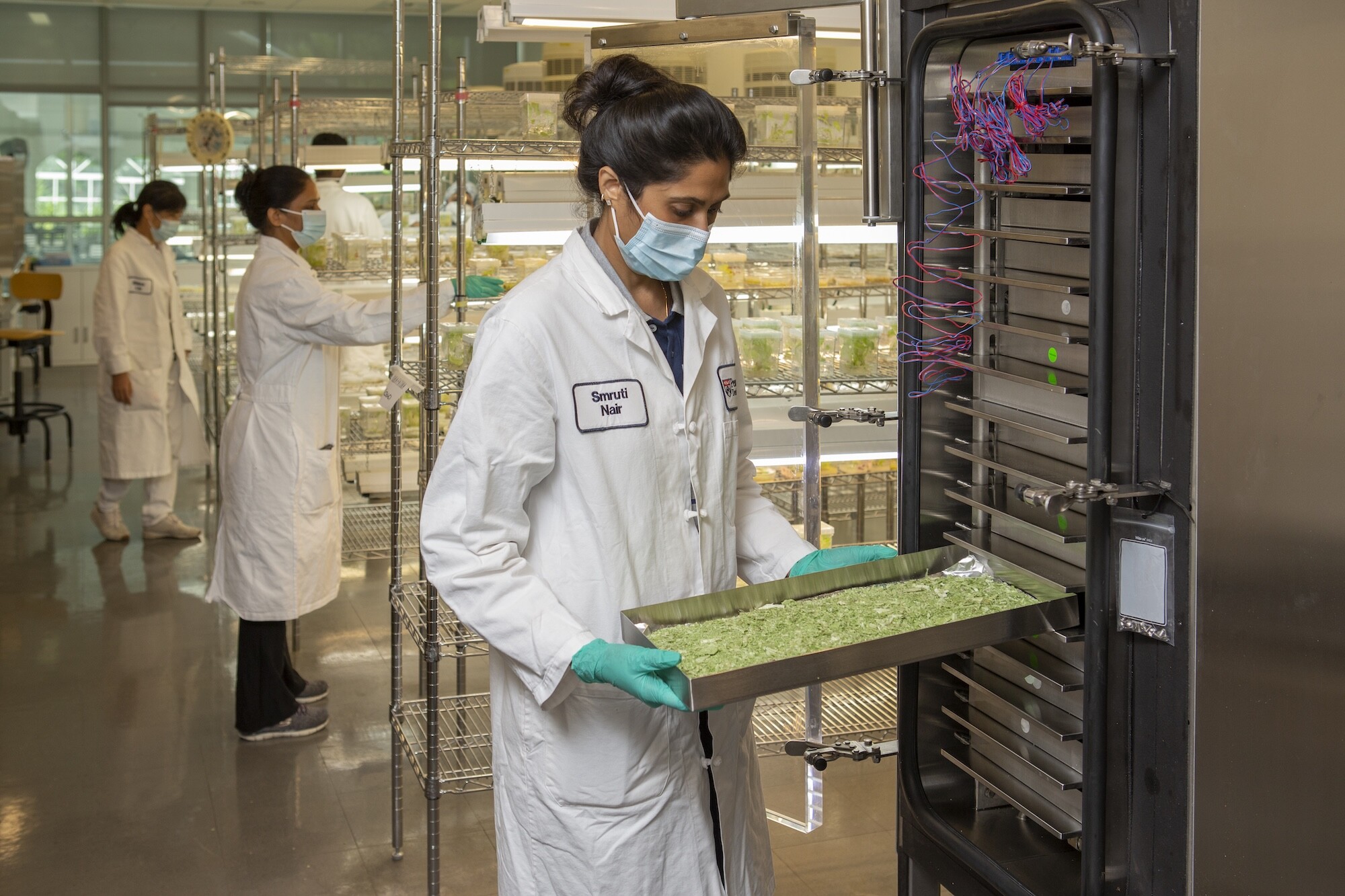 Smruti K. Nair examines a tray of freeze dried "transgenic" lettuce in a lab..