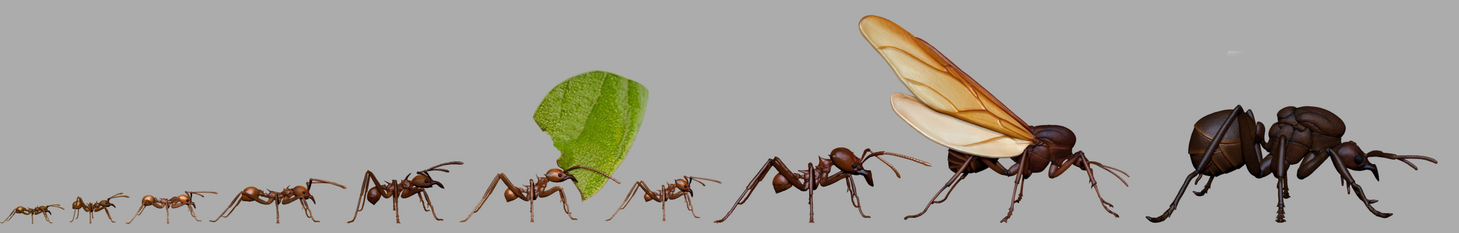 3D models of leafcutter ants