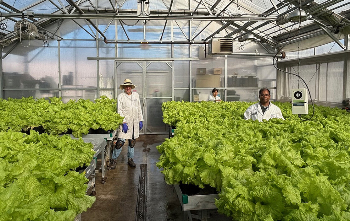 Three researchers in a greenhouse full of lettuce heads.