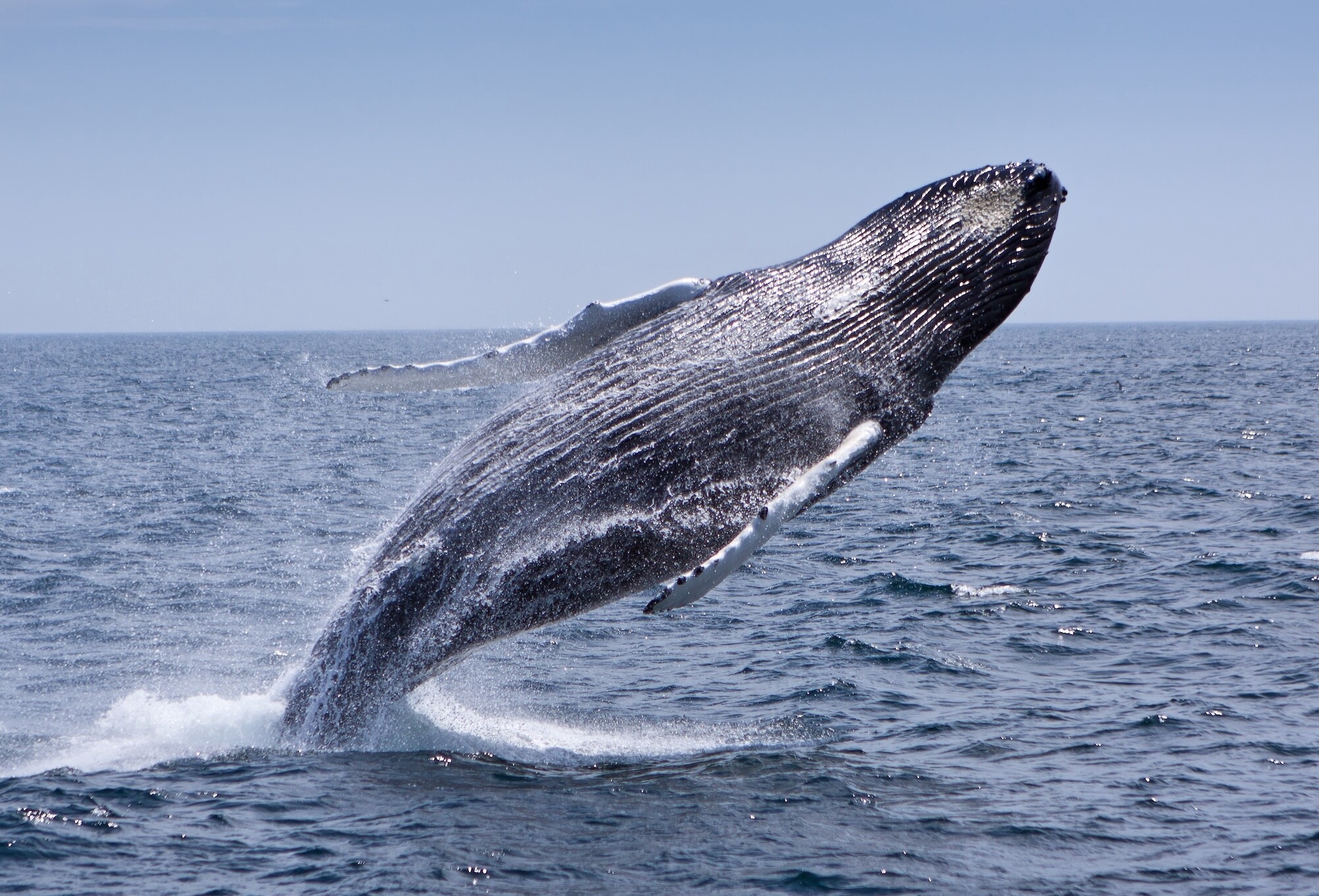 A humpback whale breaching.