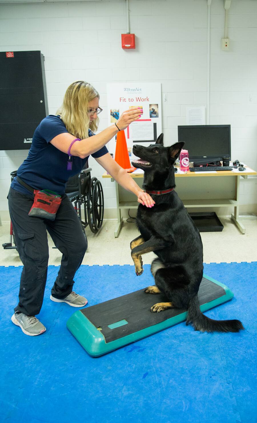 German shepherd Bobbie shows off the “chipmunk” position