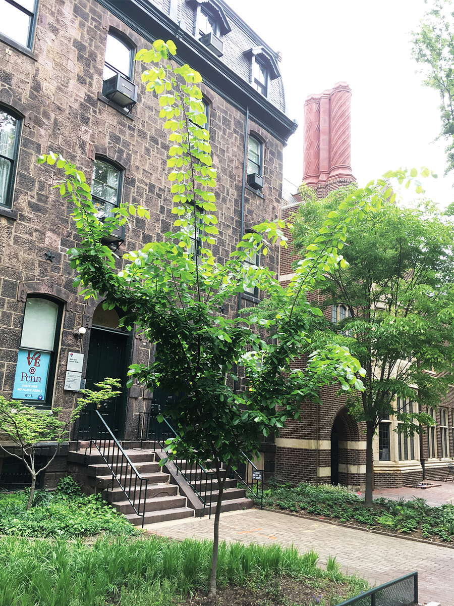 Penn Trees