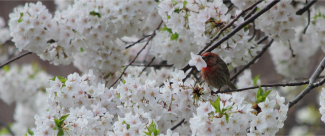 Cerwinka.house finch