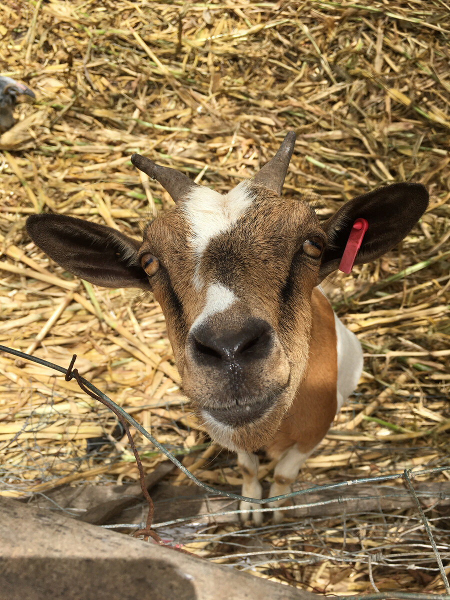 Goat in Gambia