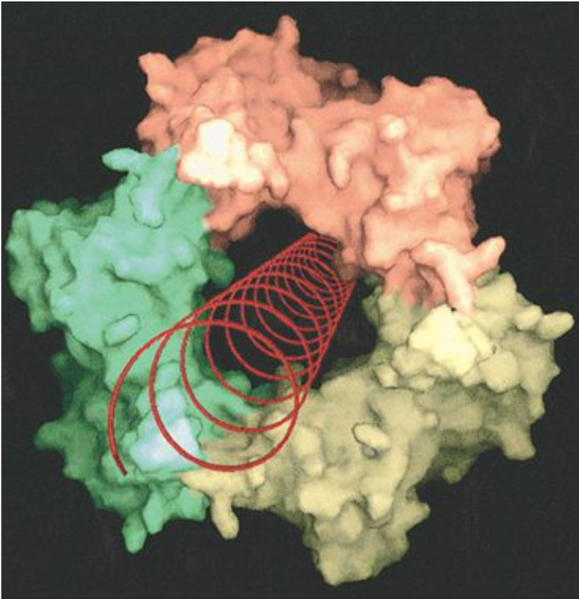 Ricciardi processivity factor