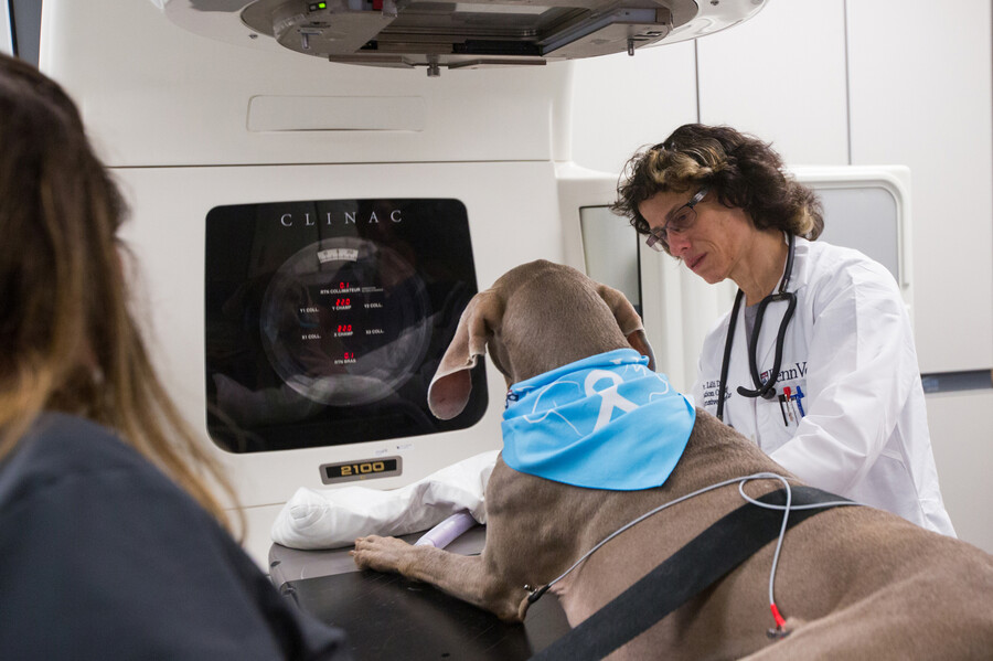 Cutting-edge science moves to the clinic to help ‘our furry friends’ fight cancer