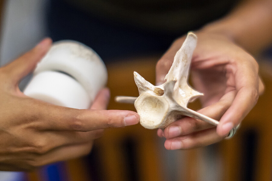 Making extinct dinosaurs move to build better robots 