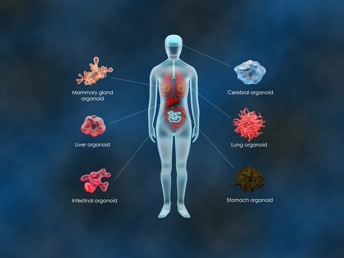 human body rendering with small organs highlighted